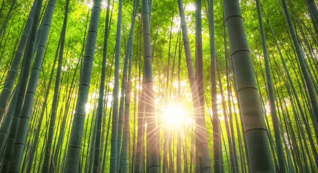 Bamb del Japn