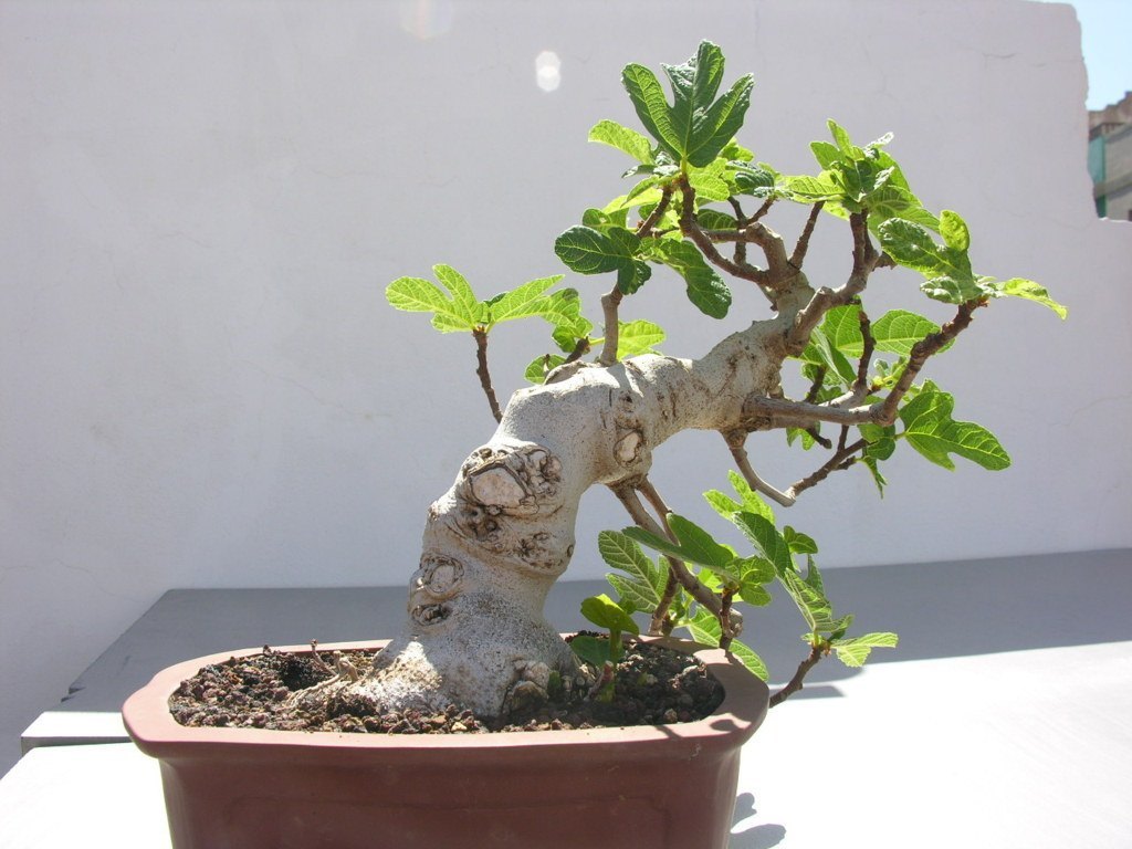 Cuidados bonsai higuera