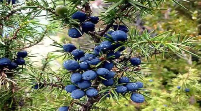 eneebro Juniperus communis arbol