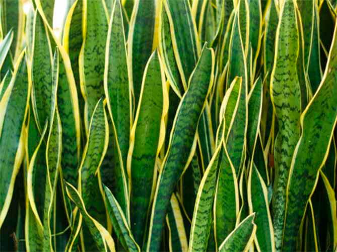 Sansevieria trifasciata , planta de la serpiente, lengua de la suegra, Espada de San Jorge , cola de lagarto