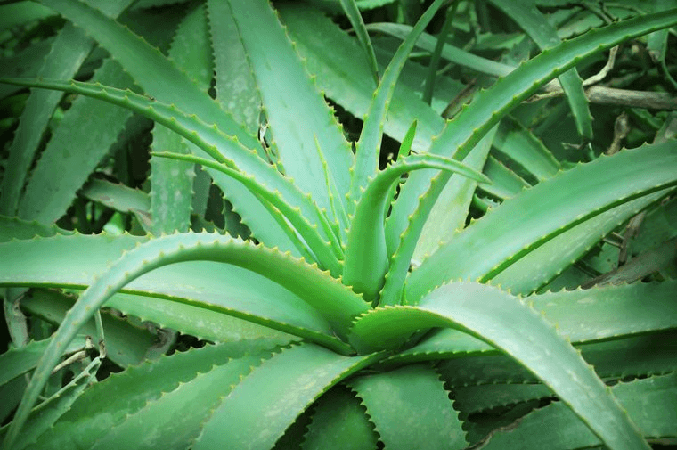 Propiedades plantas de Aloe Vera