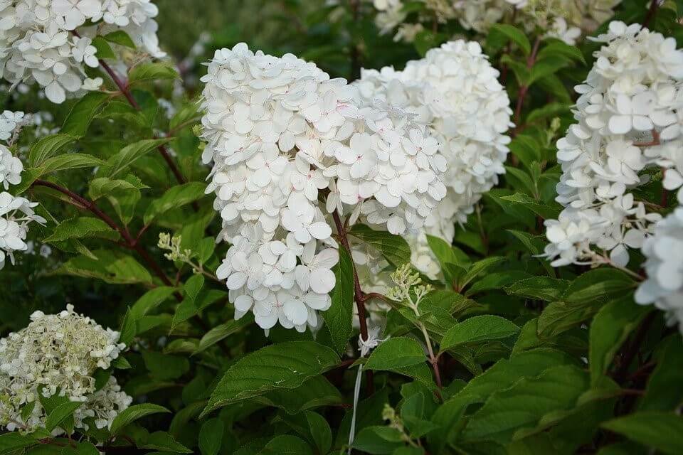 Paniculata